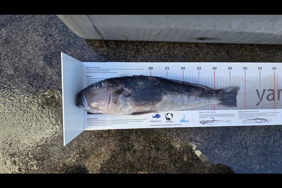 Chilton  Atherton  caught this 47.0cm Blue Cod at Taranaki during The Export NZ Fishing Competition