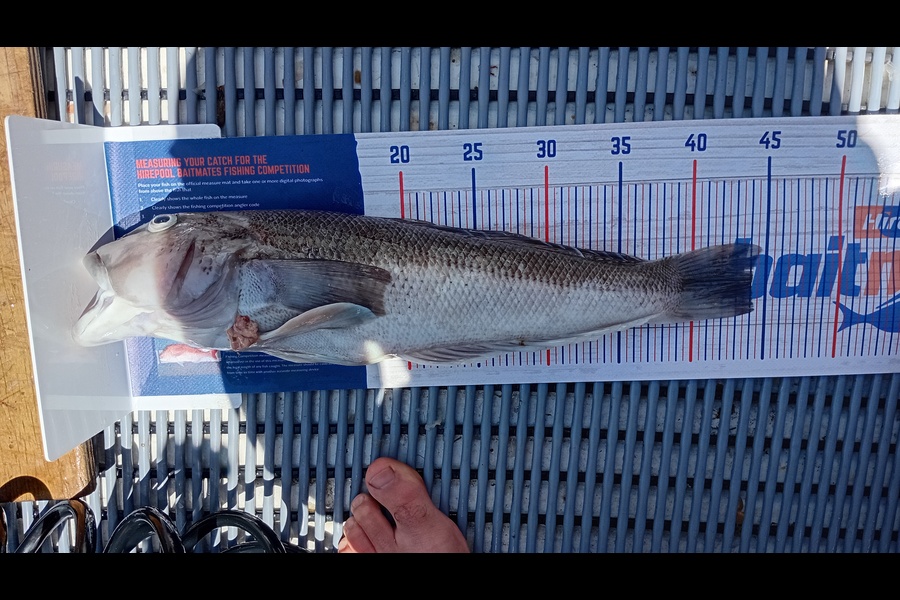 Troy Cameron caught this 44.0cm Blue Cod at Nelson/Marlborough during The Export NZ Fishing Competition