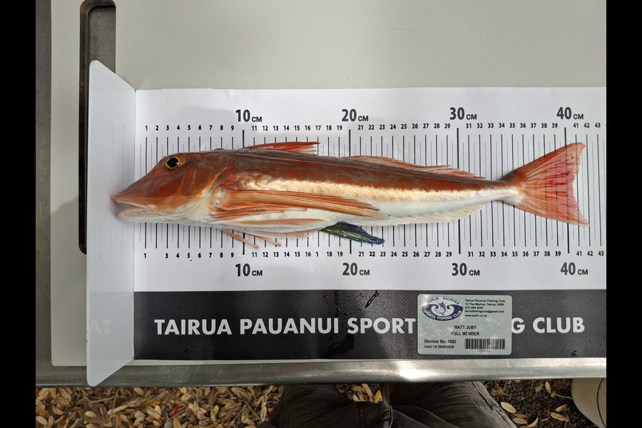 Matt Juby caught this 40.5cm Gurnard at Coromandel during The Export NZ Fishing Competition