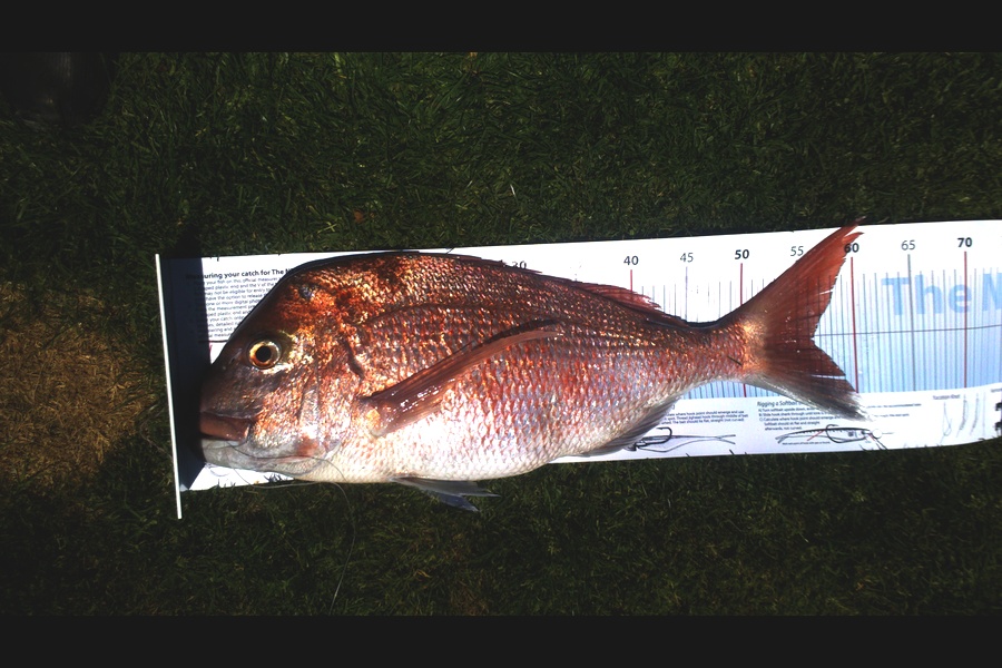 karl cohrane  caught this 56cm Snapper at maketu during The Export NZ Fishing Competition