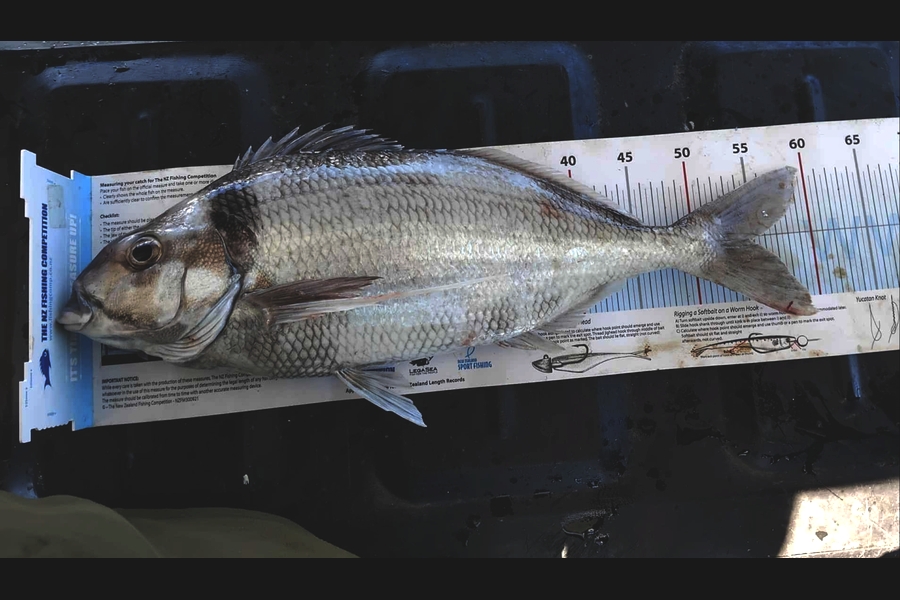 Rob Schofield caught this 55.0cm Tarakihi at Wellington during The Export NZ Fishing Competition