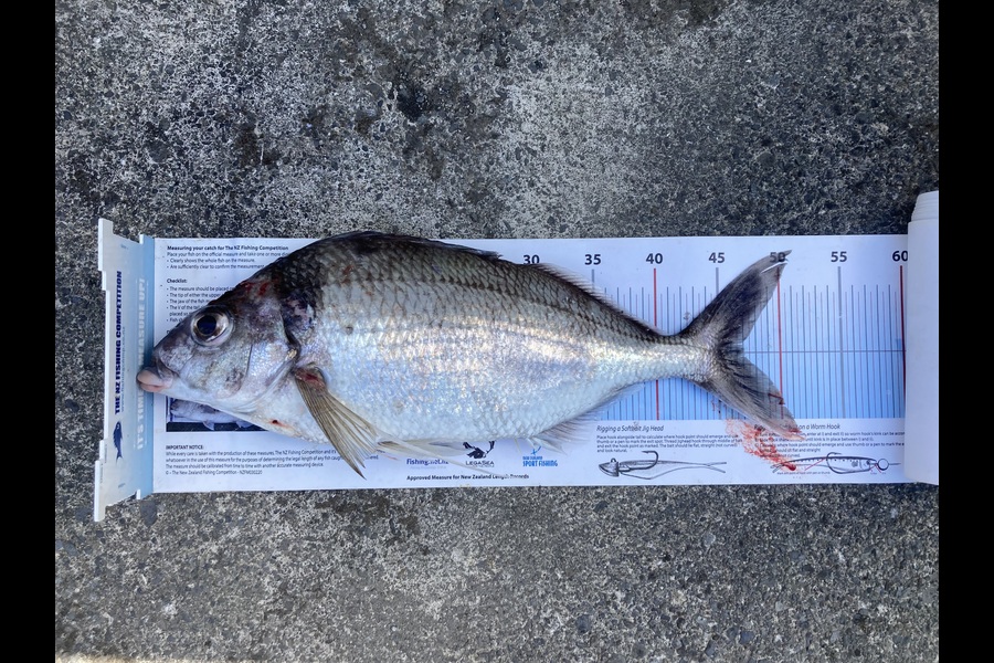 Anthony Murray caught this 47.0cm Tarakihi at Wellington during The Export NZ Fishing Competition