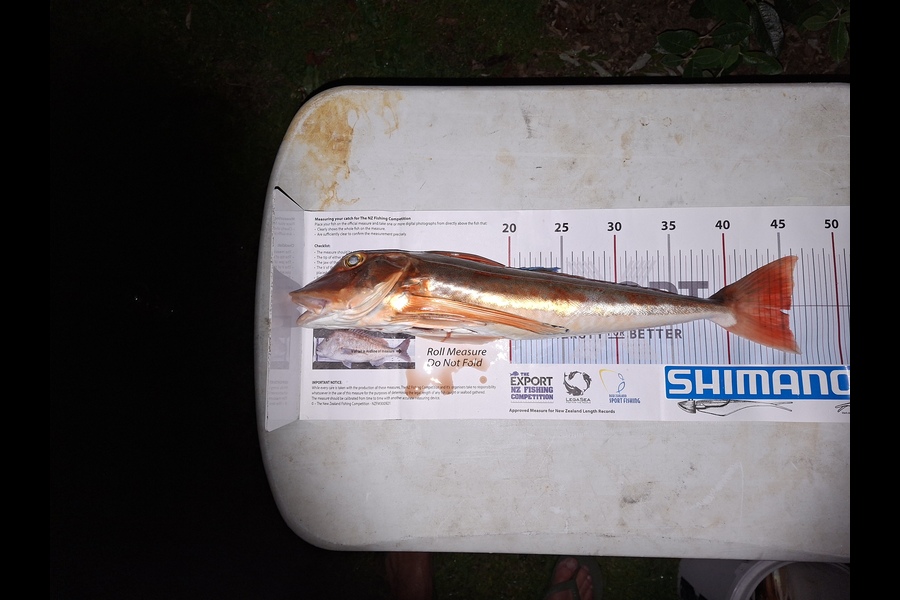 Brad Colville caught this 45.5cm Gurnard at Nelson/Marlborough during The Export NZ Fishing Competition