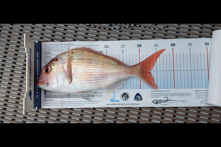 Janet Attwood caught this 33.0cm Snapper at Northland during The Export NZ Fishing Competition