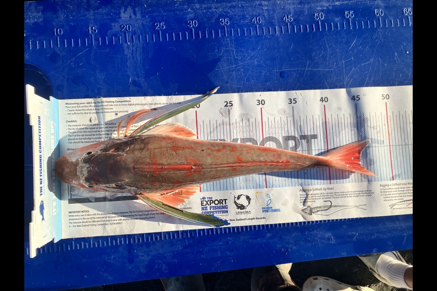 Dean OBrien caught this 45.0cm Gurnard at Wairarapa
 during The Export NZ Fishing Competition