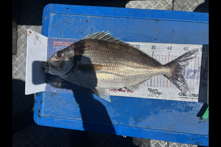 Jared Wilson caught this 44.5cm Tarakihi at Wellington during The Export NZ Fishing Competition