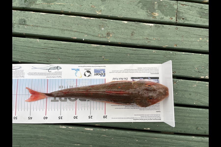 Rachell Penberth caught this 45.0cm Gurnard at Taranaki during The Export NZ Fishing Competition