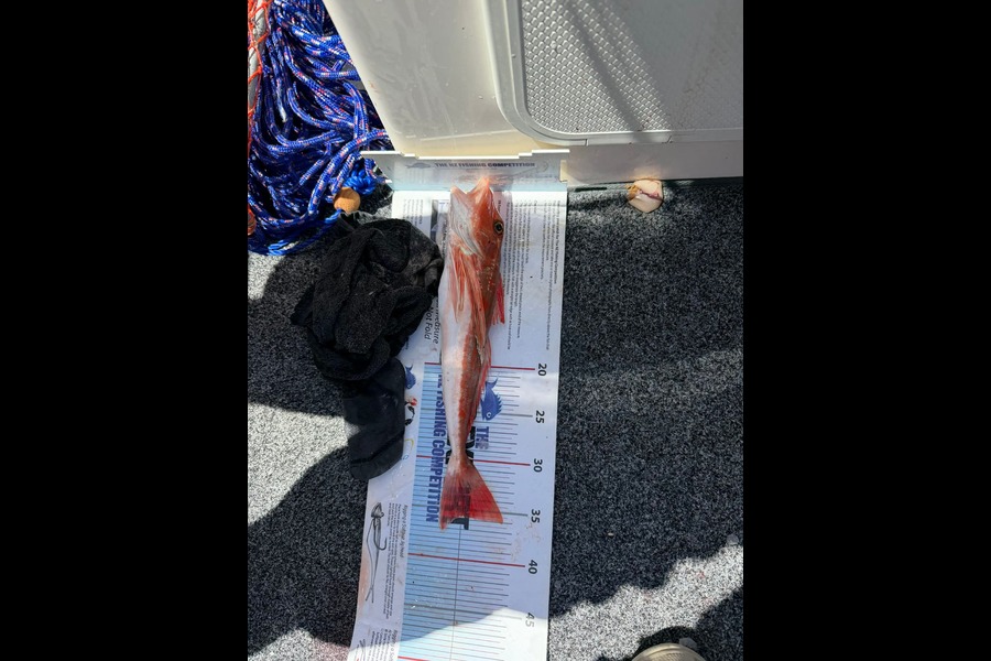 Scott Brunt caught this 35.5cm Gurnard at Nelson/Marlborough during The Export NZ Fishing Competition