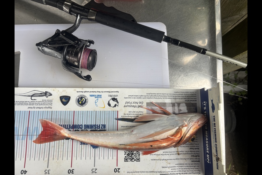 Shane Reed caught this 36.5cm Gurnard at Coromandel during The Export NZ Fishing Competition