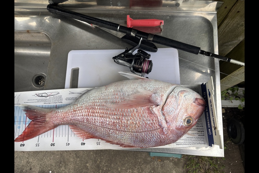 Shane Reed caught this 57.5cm Snapper at Coromandel during The Export NZ Fishing Competition