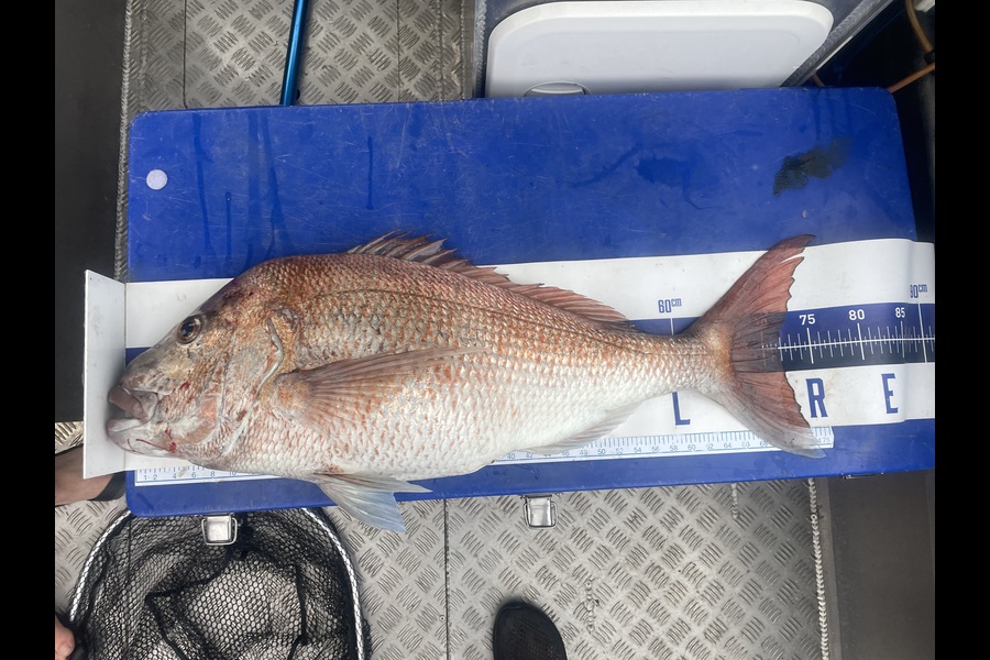 Matt Harrison caught this 71.5cm Snapper at Northland during The Export NZ Fishing Competition