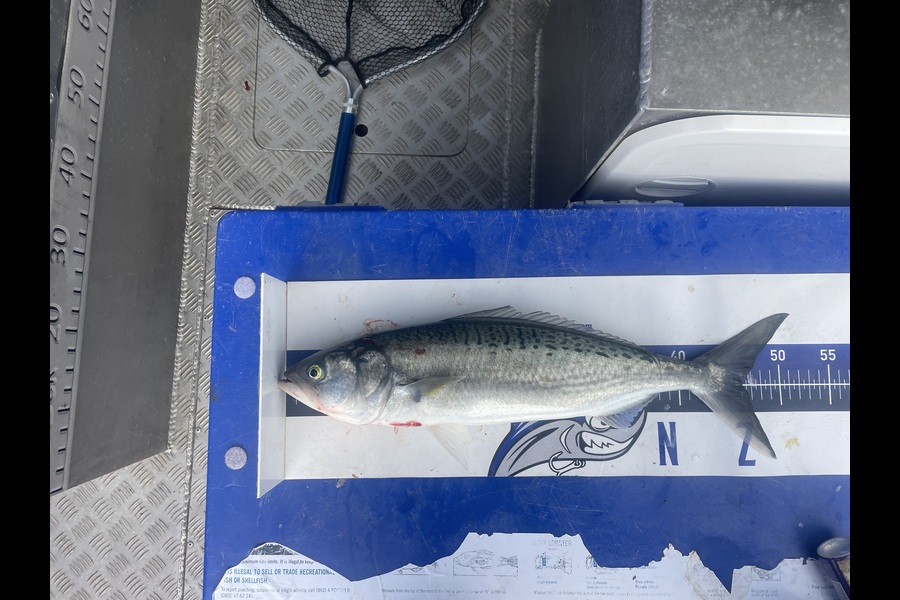 Matt Harrison caught this 46.0cm Kahawai at Northland during The Export NZ Fishing Competition