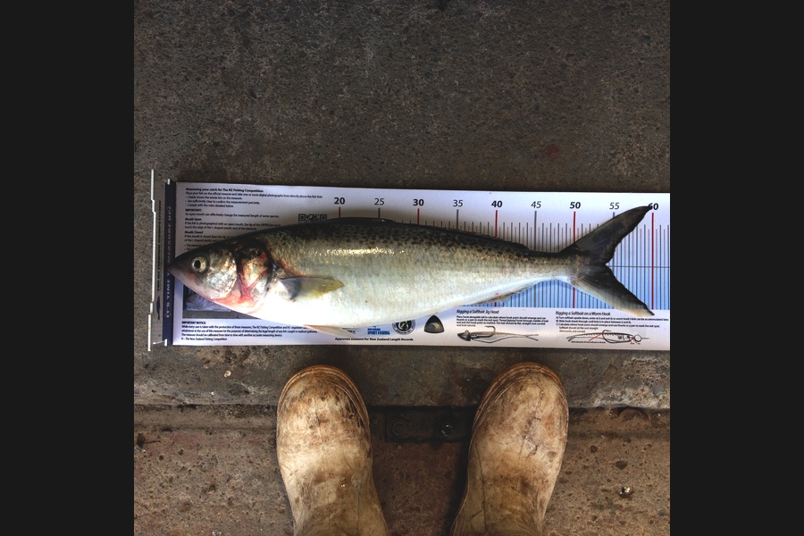 Fred Southerwood caught this 54.0cm Kahawai at Hunters during The Export NZ Fishing Competition