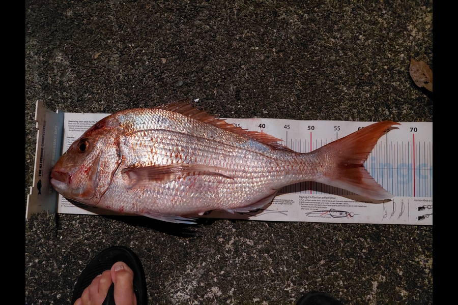 Bruce Hooper caught this 60cm Snapper at Northland during The Export NZ Fishing Competition