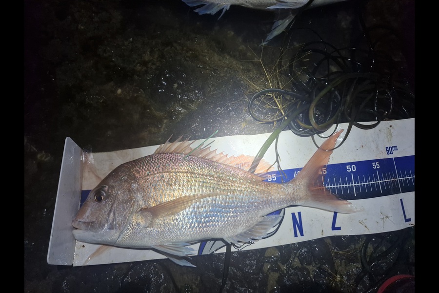 Craig Nelder caught this 45.0cm Snapper at Northland during The Export NZ Fishing Competition