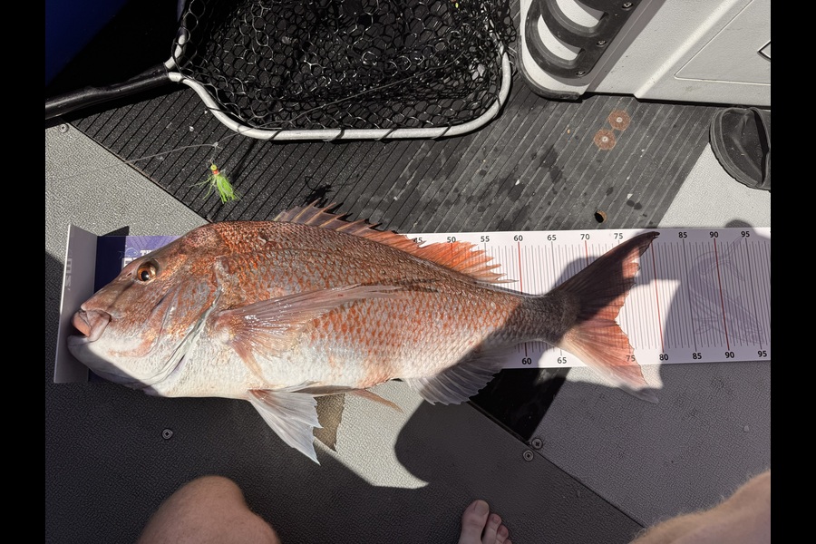 Brodie Ward caught this 73cm Snapper at Coromandel during The Export NZ Fishing Competition
