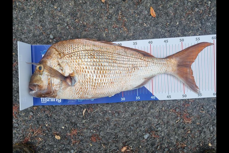 Emiyl Rewha caught this 52.5cm Snapper at Coromandel during The Export NZ Fishing Competition