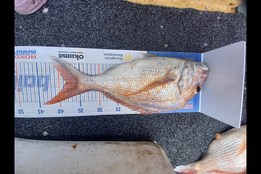 Sandra Dicker caught this 38.5cm Snapper at Auckland during The Export NZ Fishing Competition