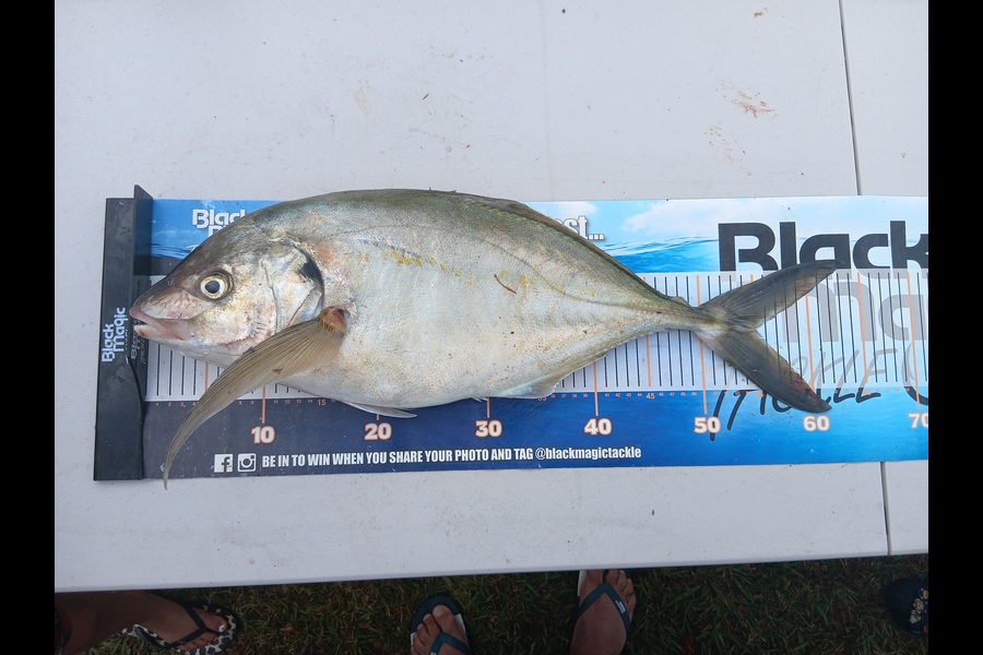 Troy Aschebrock caught this 55.0cm Trevally at Northland during The Export NZ Fishing Competition