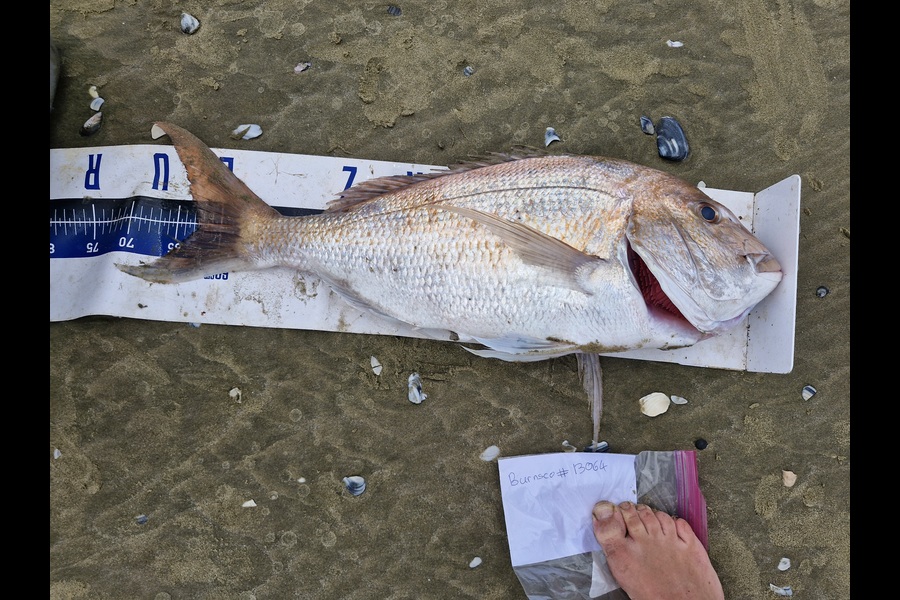 Craig Nelder caught this 62cm Snapper at Northland during The Export NZ Fishing Competition