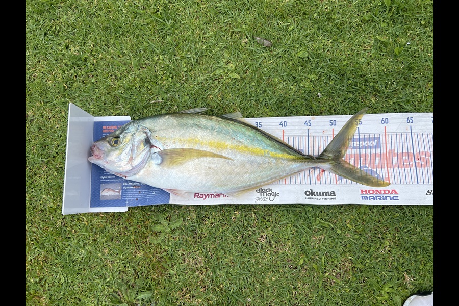 Joyson Dsilva caught this 51.5cm Trevally at Taranaki during The Export NZ Fishing Competition