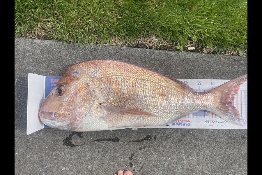 Regan George caught this 67.5cm Snapper at Taranaki during The Export NZ Fishing Competition
