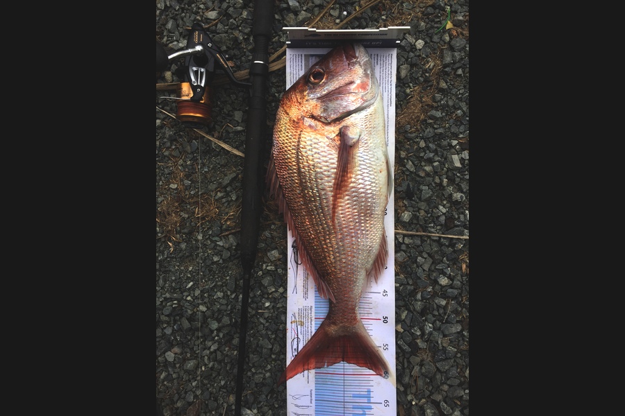 Sarah Hawkes caught this 57.5cm Snapper at Whangarei  during The Export NZ Fishing Competition