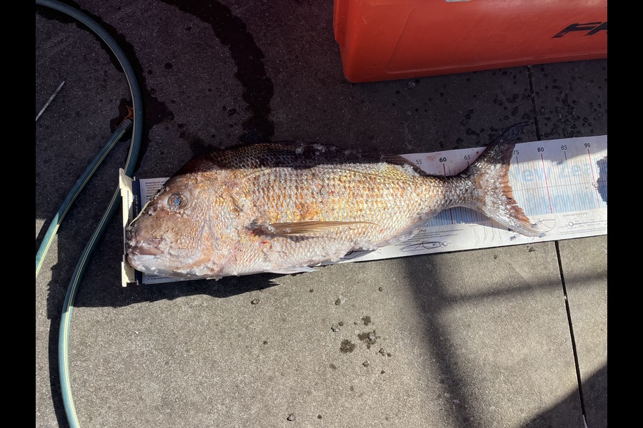 Mikey Moses caught this 72.0cm Snapper at Waikato during The Export NZ Fishing Competition