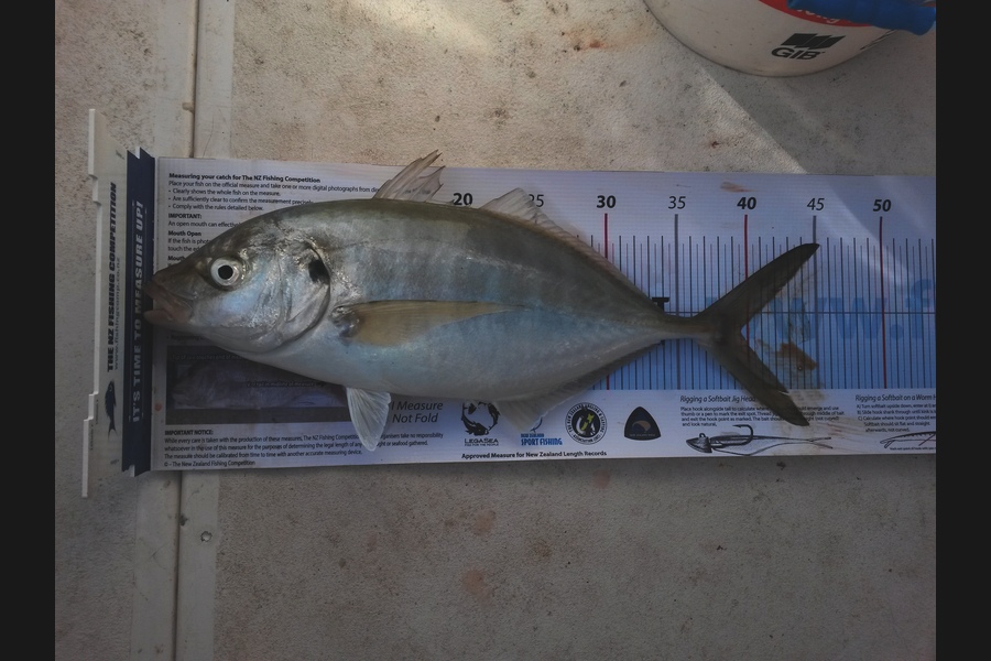 Nigel Boreham caught this 39.5cm Trevally at Raglan during The Export NZ Fishing Competition