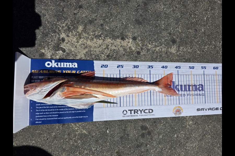 Tyson Graham caught this 42.0cm Gurnard at Manawatu during The Export NZ Fishing Competition