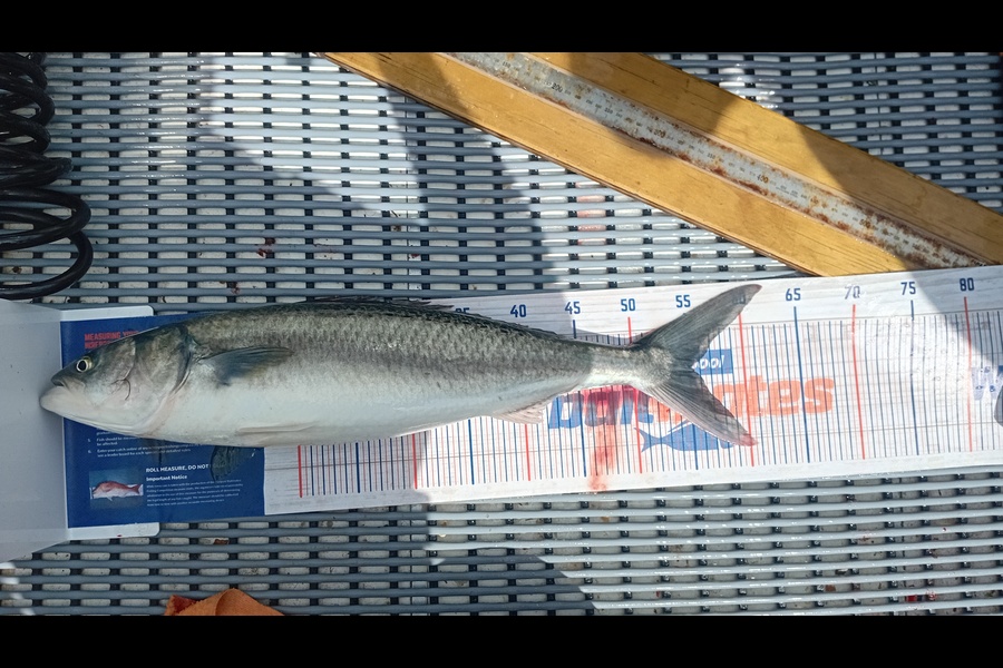 Troy Cameron caught this 55.0cm Kahawai at Nelson/Marlborough during The Export NZ Fishing Competition