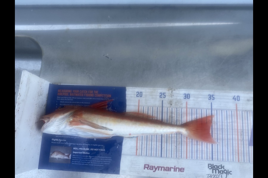 Andrew Russell caught this 34.5cm Gurnard at Manawatu during The Export NZ Fishing Competition