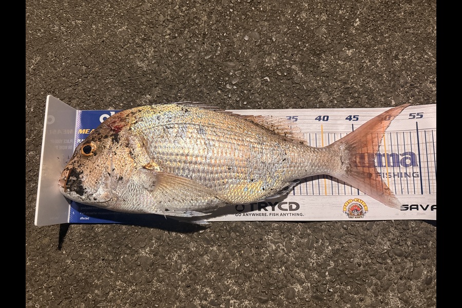 Anthony Kelsall caught this 48.0cm Snapper at Manawatu during The Export NZ Fishing Competition