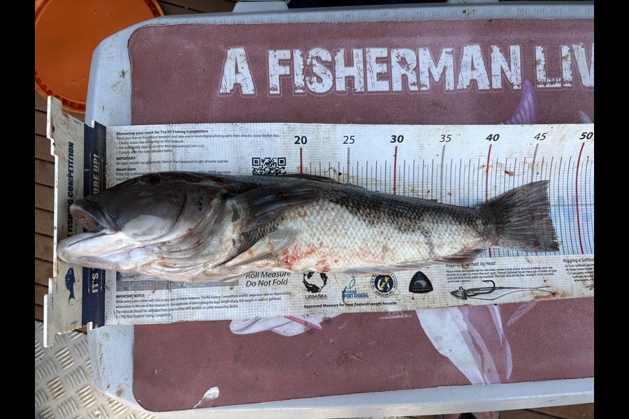 Nigel OLeary caught this 46.5cm Blue Cod at Otago during The Export NZ Fishing Competition
