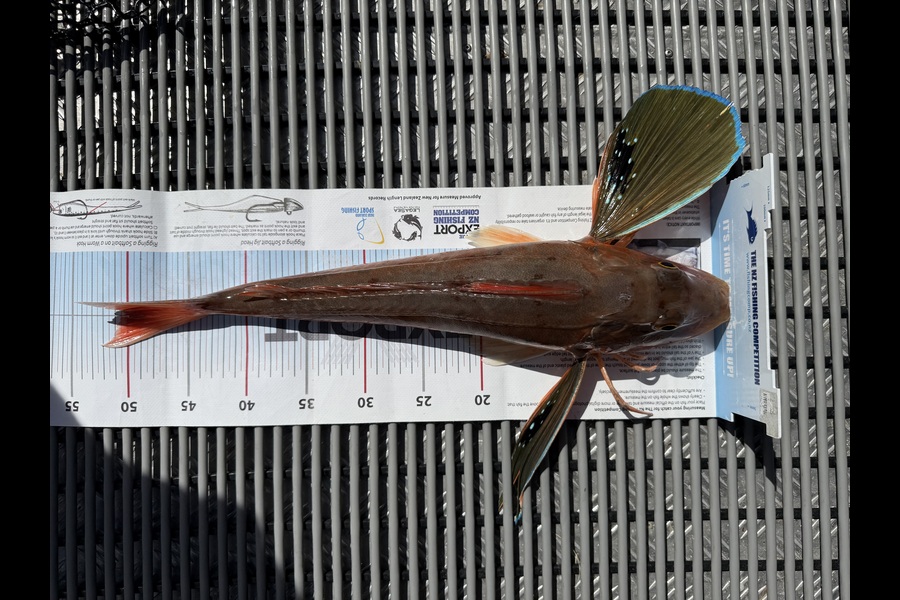 Rob  Wilson caught this 50.5cm Gurnard at Nelson/Marlborough during The Export NZ Fishing Competition