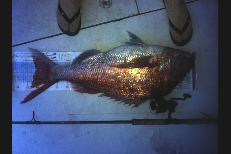 Matt Harrison caught this 81.0cm Snapper at BOI during The Export NZ Fishing Competition