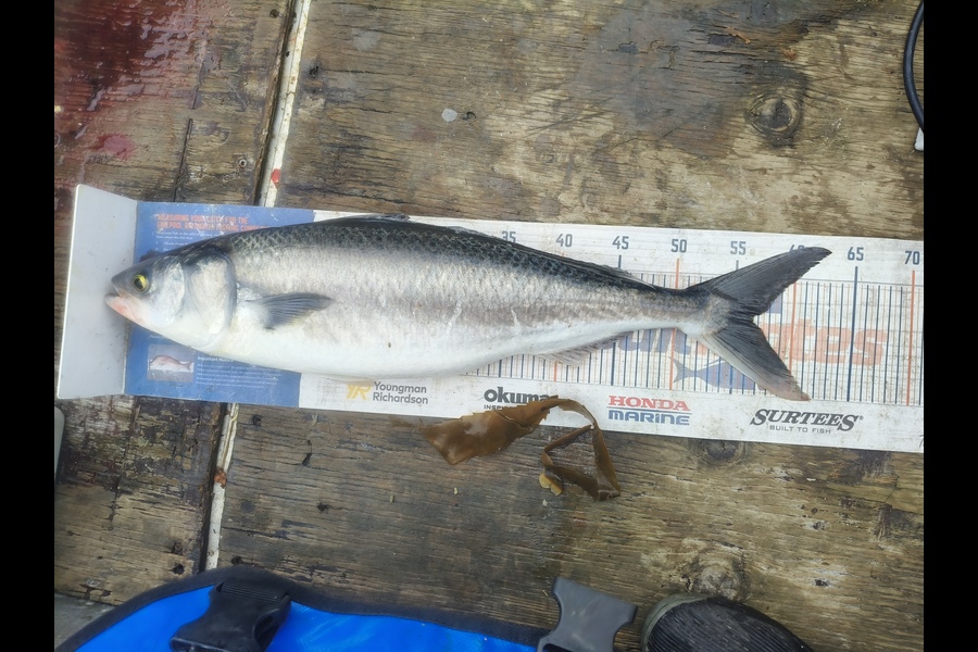 Sam Peterson caught this 56.5cm Kahawai at Canterbury during The Export NZ Fishing Competition