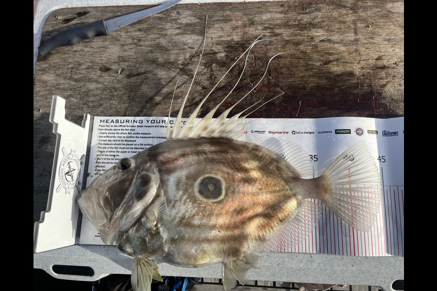 Rhys Holding caught this 44.5cm John Dory at Auckland during The Export NZ Fishing Competition