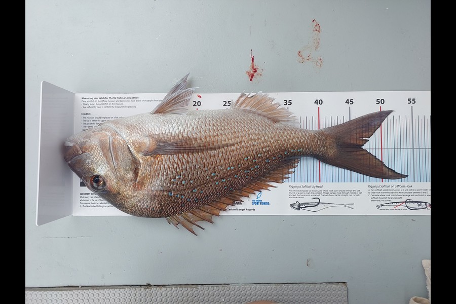 Helen MacLean  caught this 46.5cm Snapper at Northland during The Export NZ Fishing Competition