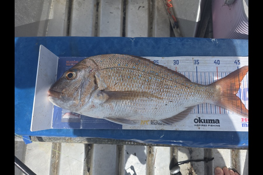 Trevor Hopson caught this 44.0cm Snapper at Coromandel during The Export NZ Fishing Competition