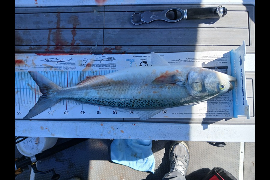 Dale Buck caught this 57.5cm Kahawai at Canterbury during The Export NZ Fishing Competition