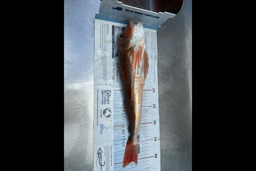 Mark  Westman caught this 40.0cm Gurnard at Hawkes Bay during The Export NZ Fishing Competition