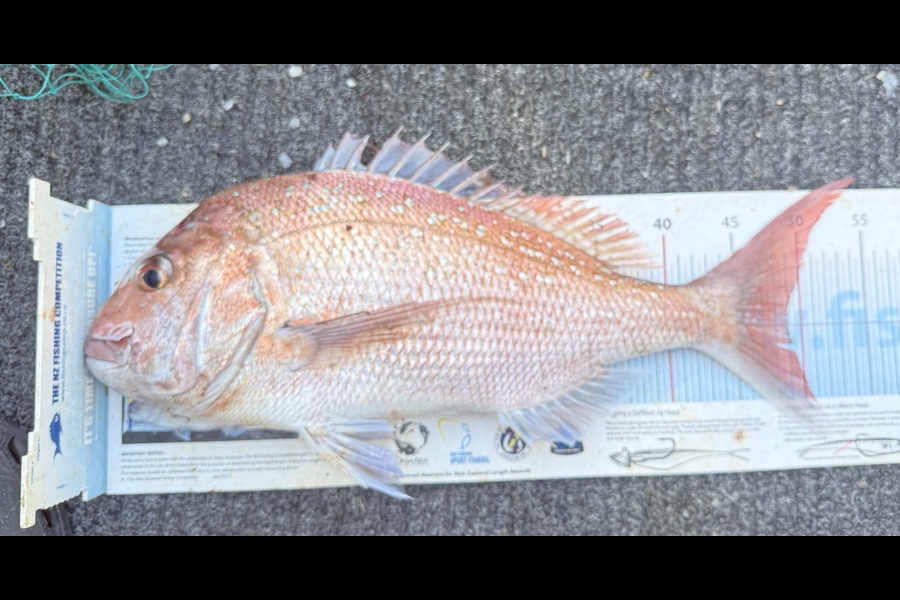 Kim Southerden caught this 49.0cm Snapper at Hawkes Bay during The Export NZ Fishing Competition
