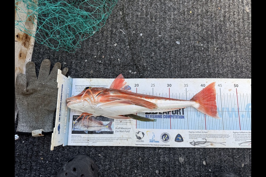 Kim Southerden caught this 43.5cm Gurnard at Hawkes Bay during The Export NZ Fishing Competition
