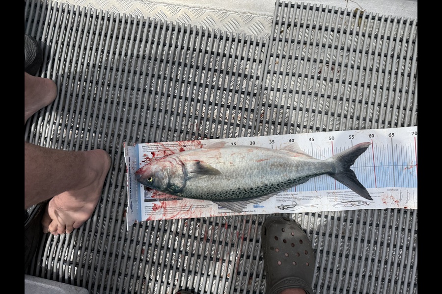 Rob  Wilson caught this 54.0cm Kahawai at Nelson/Marlborough during The Export NZ Fishing Competition