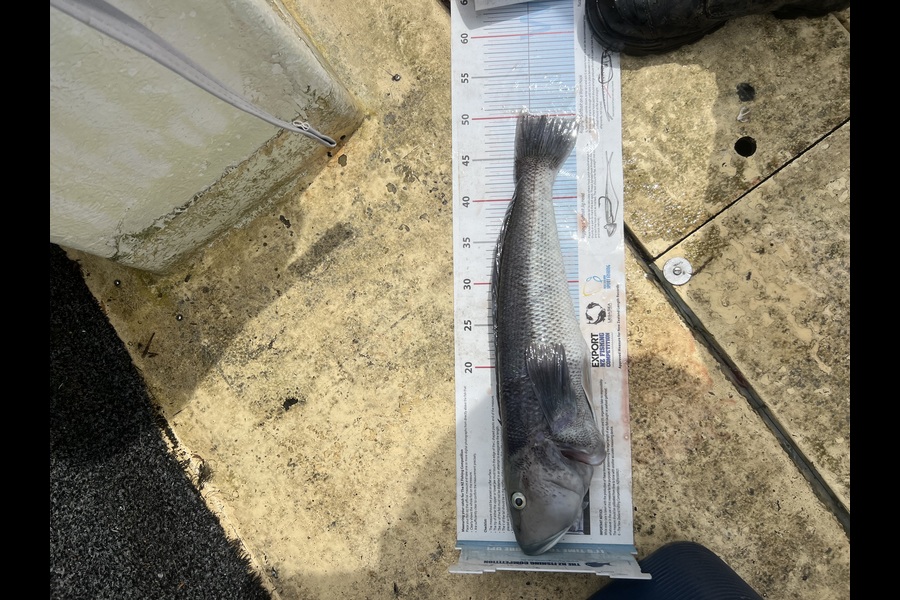 Ash Rogan caught this 50.0cm Blue Cod at Otago during The Export NZ Fishing Competition