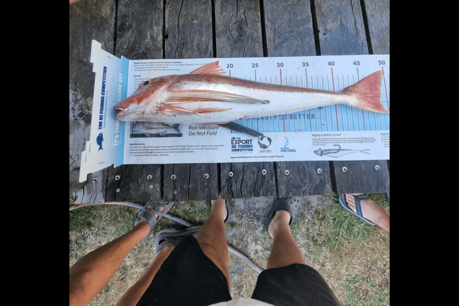 Tess Flowers-Henry caught this 48.5cm Gurnard at Wellington during The Export NZ Fishing Competition