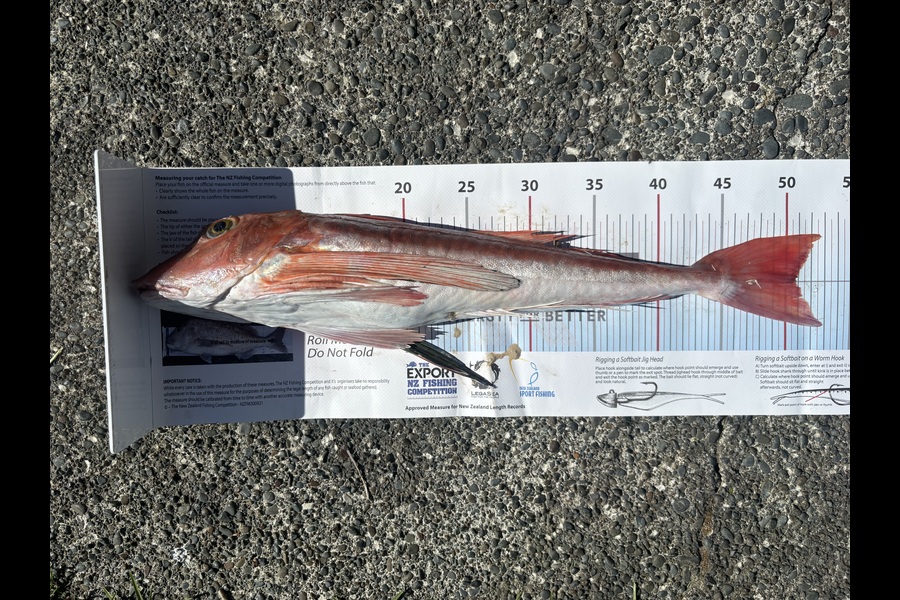 Marty Blake caught this 50.5cm Gurnard at Hawkes Bay during The Export NZ Fishing Competition