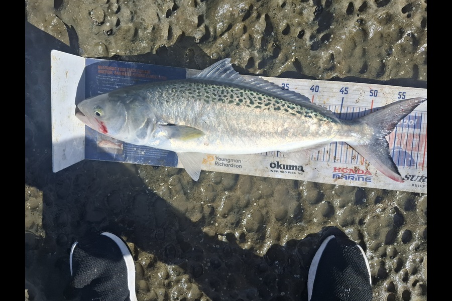 Jason Akuhata Brown caught this 53.0cm Kahawai at East Cape during The Export NZ Fishing Competition