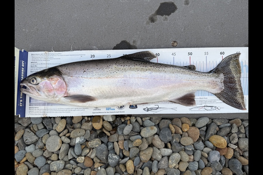 Ian Pedersen caught this 65.0cm Trout at Rotorua during The Export NZ Fishing Competition